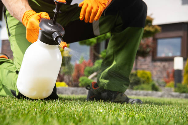 Best Local Pest Control Services  in Fairview, GA